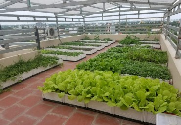 Lắp ghép chậu trồng rau thông minh tạo vườn trên mái đa dạng