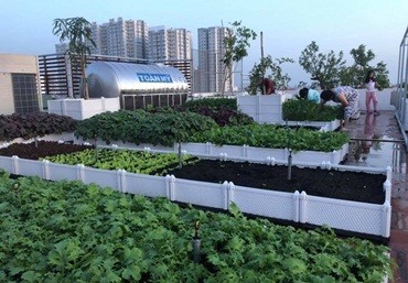Địa chỉ bán chậu ghép trồng rau chất lượng và giá rẻ tại Hà Nội