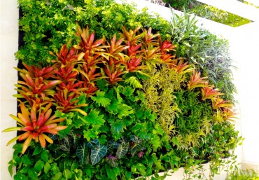 Vườn đứng đẹp với modul trên tường Quang Anh