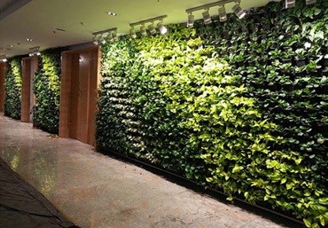 5 lưu ý khi chọn khung chậu trồng cây trên tường