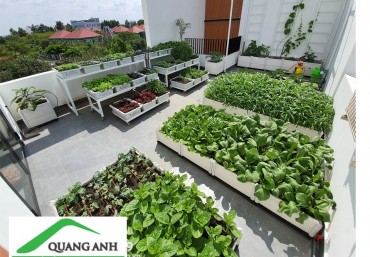 Bán khay nhựa trồng rau uy tín, giá rẻ nhất tại Hà Nội