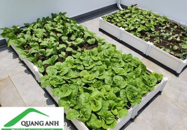 Kỹ thuật trồng rau xà lách tại nhà với chậu ghép thông minh Quang Anh Hà Nội
