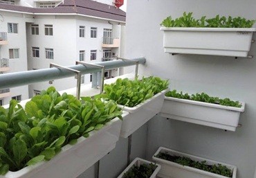 Các mô hình trồng rau sạch tại nhà phổ biến hiện nay