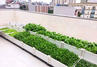 Bật mí địa chỉ bán chậu ghép trồng rau thông minh uy tín tại Hà Nội