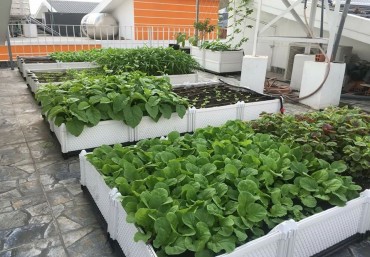 Bán phụ kiện trồng rau sạch tại nhà giá rẻ và chất lượng