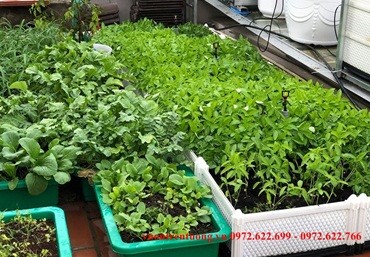 Kỹ thuật trồng 4 loại rau thông dụng trong chậu ghép thông minh Quang Anh Hà Nội