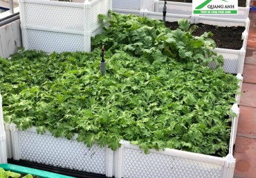 Vì sao nhu cầu trồng rau sạch hiện nay tại Hà Nội ngày càng tăng cao?
