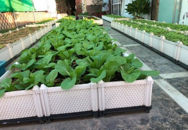 Xu hướng trồng rau sạch tại nhà với chậu ghép Quang Anh