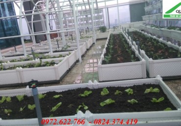 Vườn rau sạch trên mái với chậu ghép thông minh Quang Anh Hà Nội