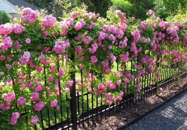 Một số loại cây leo tường được trồng nhiều trong thiết kế vườn trên tường