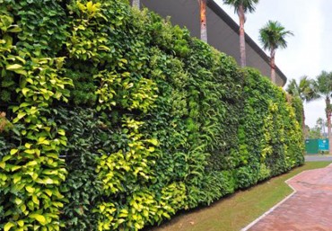 Trang trí tường rào sân vườn biệt thự, trung tâm thương mại bằng tường cây xanh