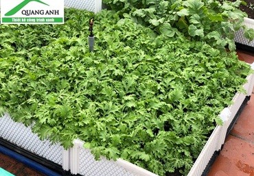 Quang Anh Hà Nội phân phối chậu ghép trồng rau thông minh giá rẻ