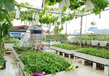 Top 10 loại rau củ dễ trồng, thu hoạch cho mùa hè