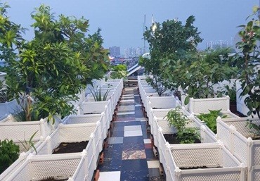 Địa chỉ bán chậu ghép trồng rau giá rẻ và chất lượng tại Hà Nội