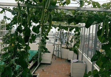 Địa chỉ bán chậu ghép trồng rau thông minh – công ty Quang Anh Hà Nội