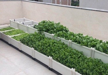 Những lợi ích thiết thực khi trồng rau tại nhà với chậu ghép Quang Anh