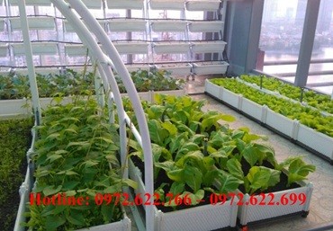 Quang Anh Hà Nội chia sẻ bí quyết trồng rau trên sân thượng mùa hè