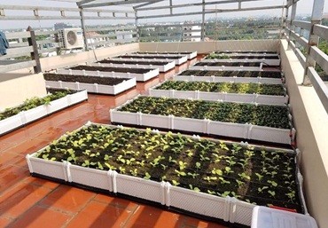 Quang Anh Hà Nội chia sẻ các loại rau dễ trồng trên sân thượng