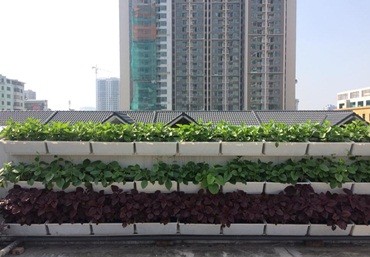 Vườn rau sạch tại nhà với khung chậu trồng rau ốp tường QA03 -04 Quang Anh Hà Nội