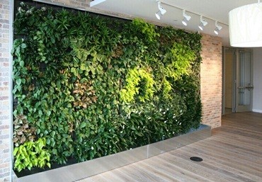 5 lợi ích thiết thực của tường cây xanh trong nhà