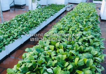 Lựa chọn chậu ghép Quang Anh cho vườn rau sạch trên mái