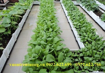 Biến sân thượng thành khu vườn rau xanh mát với chậu ghép Quang Anh Hà Nội