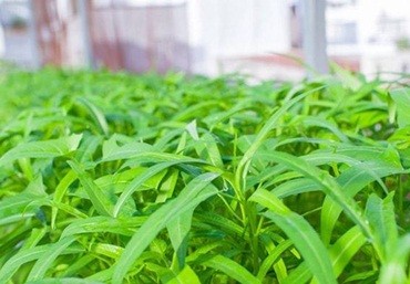 Cách trồng rau muống hiệu quả với chậu ghép thông minh Quang Anh Hà Nội