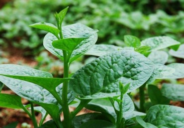 Các loại rau ăn lá thích hợp trồng với chậu ghép thông minh