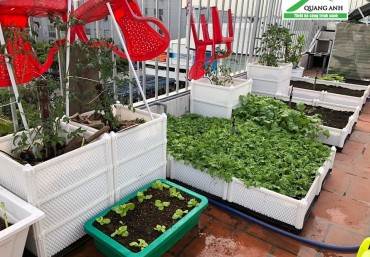 Cách chọn hạt giống trồng rau sạch tại nhà – công ty Quang Anh Hà Nội