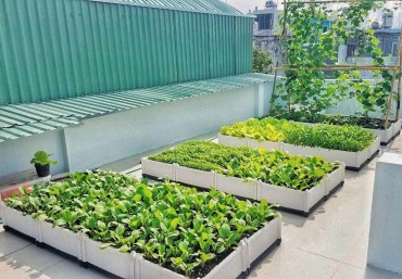 Hướng dẫn cách trồng rau sạch tại nhà với chậu ghép thông minh Quang Anh