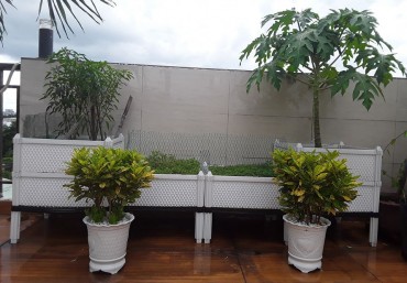 Vườn trên sân thượng với chậu ghép trồng rau Quang Anh