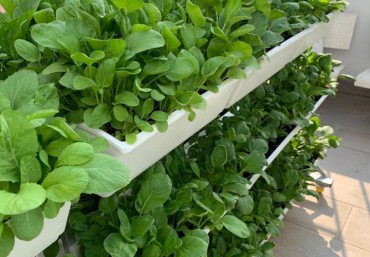 Độc đáo trồng rau sạch với modul vườn đứng Quang Anh