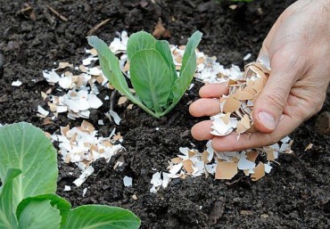 Mẹo vặt làm vườn mà người tự trồng rau tại nhà nên biết