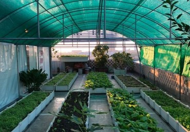 Kỹ thuật trồng rau trên sân thượng hiệu quả nhất với chậu ghép thông minh