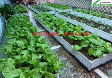 Kỹ thuật trồng rau cải xanh sạch với chậu ghép thông minh Quang Anh Hà Nội