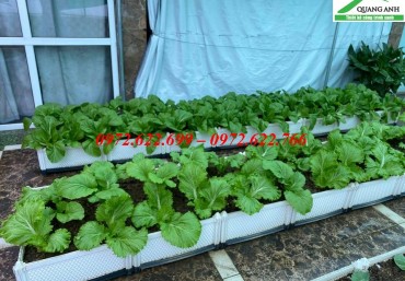 Lưu ý khi trồng rau sạch trên sân thượng