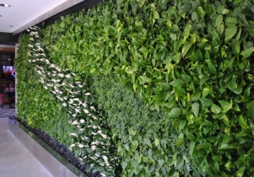 Module vườn đứng Quang Anh Hà Nội – giải pháp trồng cây xanh hiệu quả